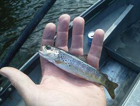 Beautiful Baby German Brown Trinity River CA